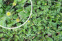 Koperknoopje - Leptinella Squalida in bloei Koperknoopje - Leptinella Squalida in bloei