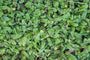 Beloopbaar groen - Koperknoopje - Leptinella Squalida Beloopbaar groen - Koperknoopje - Leptinella Squalida