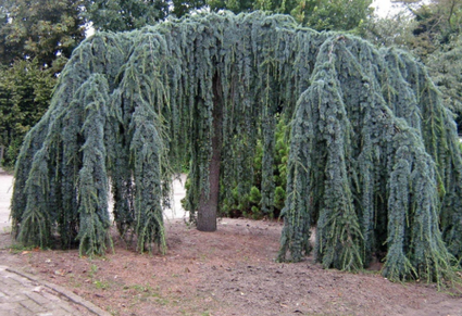 Libanon Ceder - Cedrus libani 'Glauca pendula' boomsoort