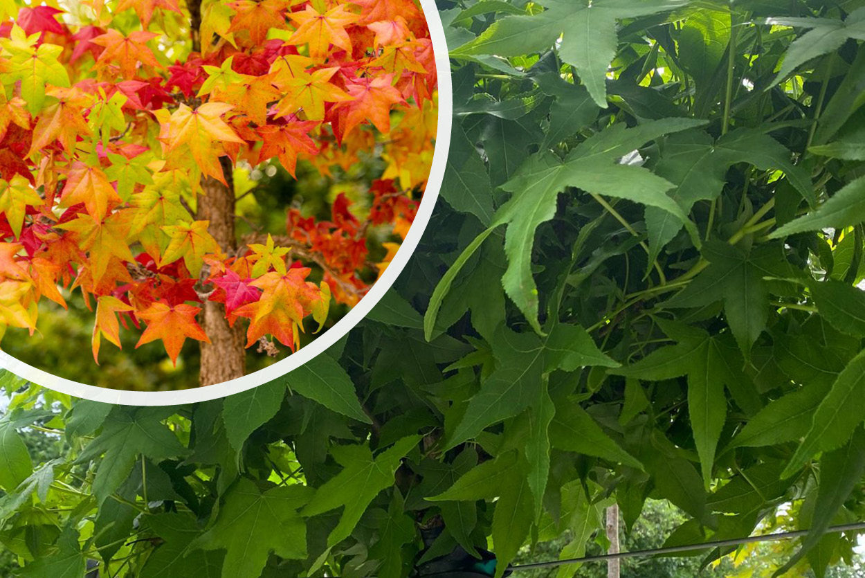 Amberbaum am Stamm Liquidambar styraciflua 'Gum Ball'