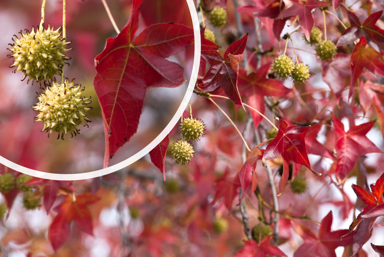 Weinender Amberbaum am Stamm Liquidambar styraciflua 'Pendula'