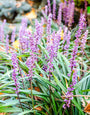 Leliegras - Liriope muscari 'Lilac Wonder' Leliegras - Liriope muscari 'Lilac Wonder'