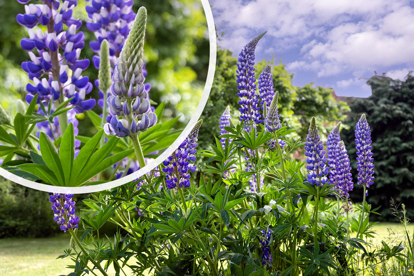 Lupine - Lupinus 'Gallery Blue' in bloei Lupine - Lupinus 'Gallery Blue' in bloei