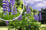 Lupine - Lupinus 'Gallery Blue' in bloei Lupine - Lupinus 'Gallery Blue' in bloei