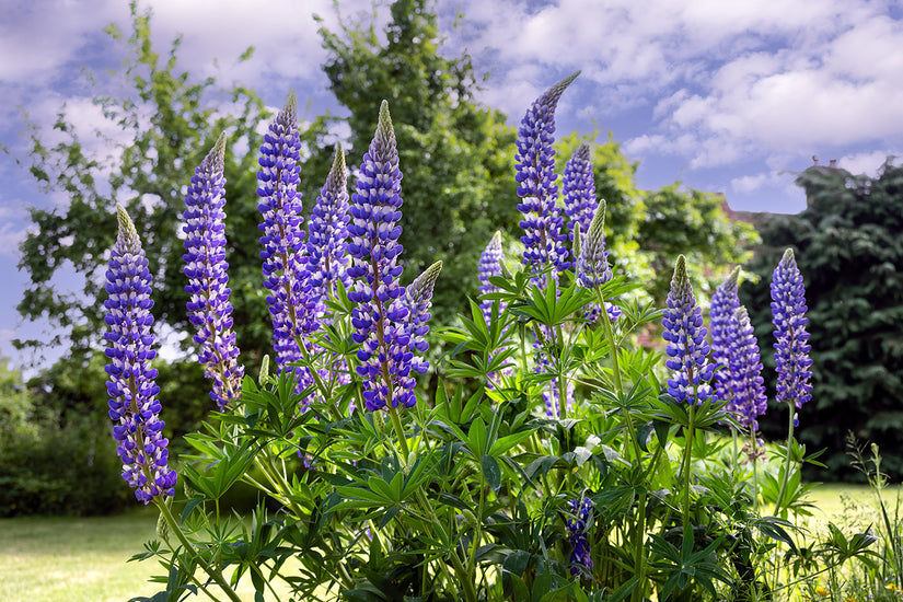 Lupine - Lupinus 'Gallery Blue' Lupine - Lupinus 'Gallery Blue'