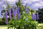Lupine - Lupinus 'Gallery Blue' Lupine - Lupinus 'Gallery Blue'
