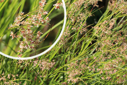 Witte veldbies - Luzula luzuloides met detail