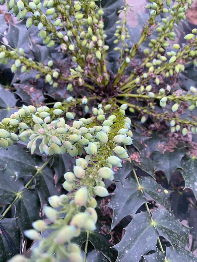 Mahoniestruik na de bloei Mahoniestruik na de bloei