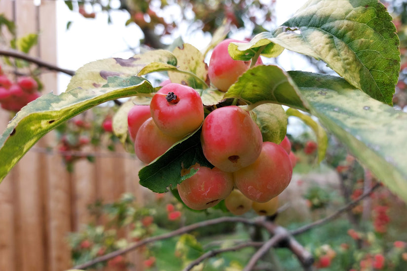 Appeltjes van de Sierappel - Malus Evereste Appeltjes van de Sierappel - Malus Evereste