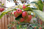 Appeltjes van de Sierappel - Malus Evereste Appeltjes van de Sierappel - Malus Evereste