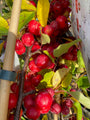 Sierappeltjes Malus 'Red Sentinel' Sierappeltjes Malus 'Red Sentinel'