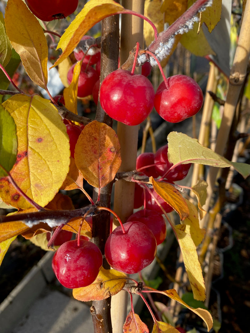 Sierappel boompje op stam - Malus 'Red Sentinel' Sierappel boompje op stam - Malus 'Red Sentinel'