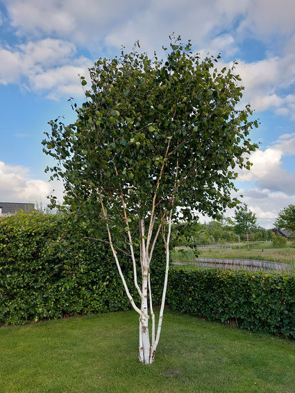 Meerstammige Berk - Betula Utilis 'Doorenbos'