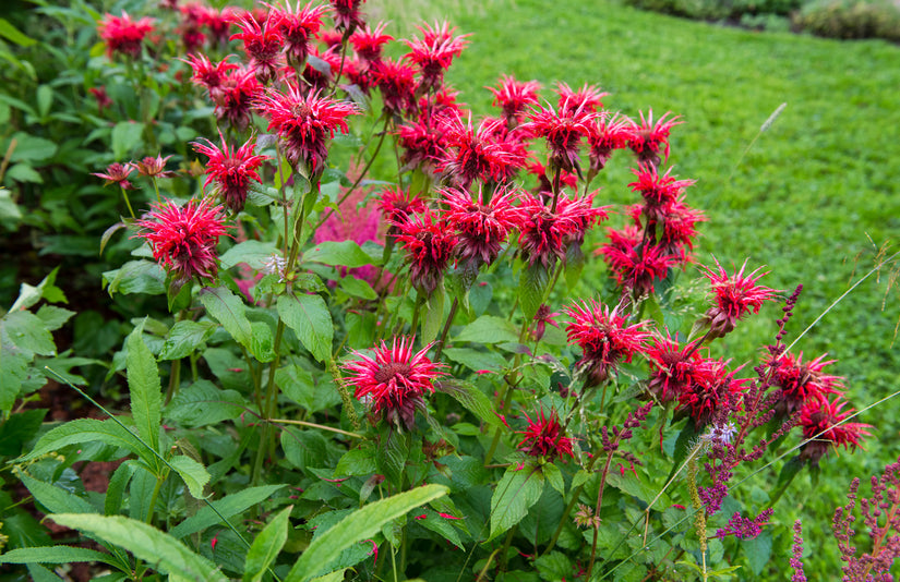 Monarda 'Cambridge Scarlet' Monarda 'Cambridge Scarlet'