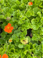 Nagelkruid-Geum-coccineum-Borisii.jpg Nagelkruid-Geum-coccineum-Borisii.jpg