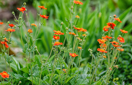 Nagelkruid - Geum coccineum 'Werner Arends' tuinplanten