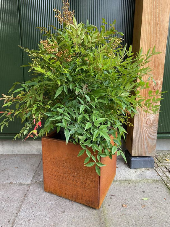 Plantenbak cortenstaal vierkant met nandina domestica heester