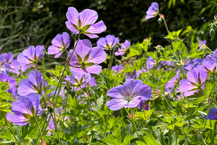 Rijke bloei Ooievaarsbek - Geranium 'Orion'
