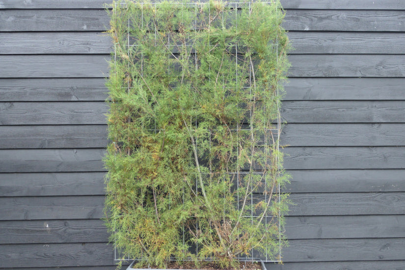 Kant en klare tamarix tetrandra haag - 180x120cm Kant en klare tamarix tetrandra haag - 180x120cm