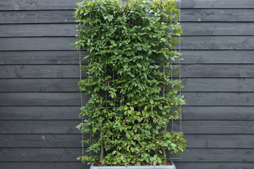 Kant en klare Haagbeuk haag - Carpinus betulus  Kant en klare Haagbeuk haag - Carpinus betulus