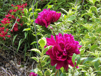 Pioenroos - Paeonia 'Karl Rosenfield'