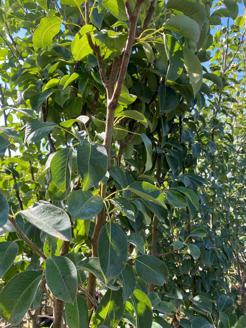 Perenboom - Pyrus communis 'Clapp's Favourite' Perenboom - Pyrus communis 'Clapp's Favourite'
