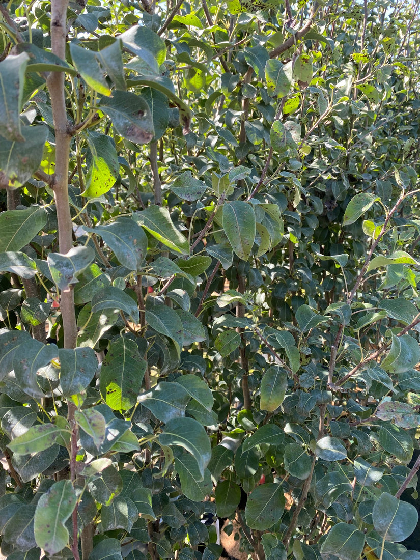 Perenboom - Pyrus communis 'Bonne Louise d'Avranches' Perenboom - Pyrus communis 'Bonne Louise d'Avranches'