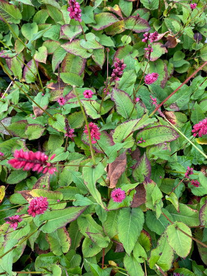 Duizendknoop - Persicaria amplexicaulis 'Lisan'