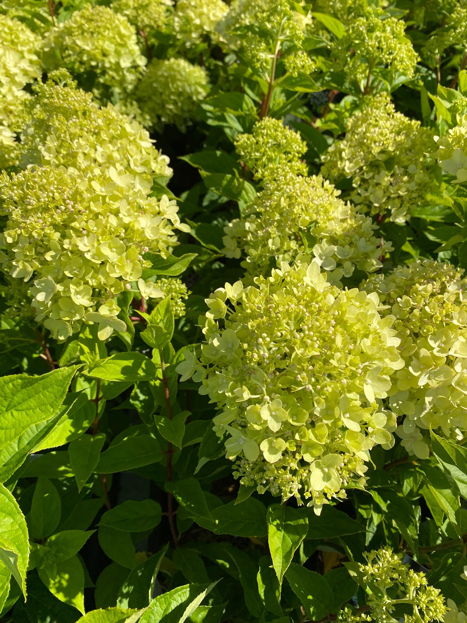 Rispenhortensie Hydrangea paniculata Little Lime Zwerghortensie