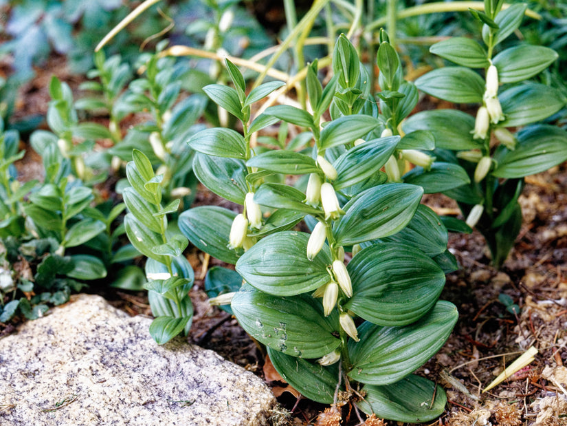 Salomonszegel - Polygonatum Humile Salomonszegel - Polygonatum Humile