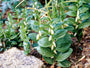 Salomonszegel - Polygonatum Humile Salomonszegel - Polygonatum Humile