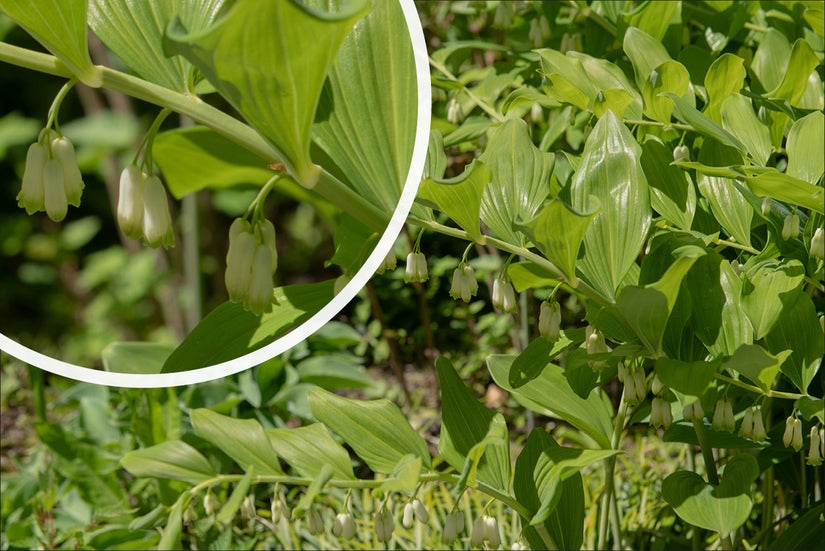 Tuinsalomonszegel - Polygonatum x hybridum 'Weihenstephan' bloeiwijze Tuinsalomonszegel - Polygonatum x hybridum 'Weihenstephan' bloeiwijze