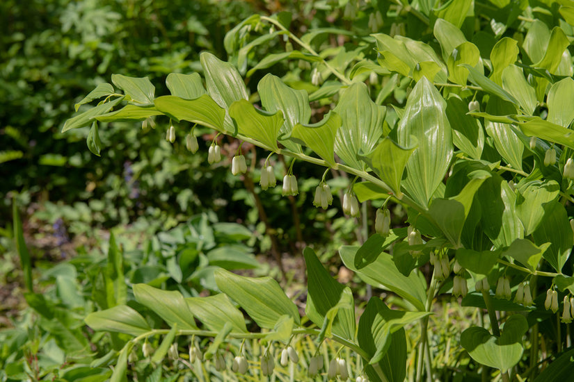 Tuinsalomonszegel - Polygonatum x hybridum 'Weihenstephan' Tuinsalomonszegel - Polygonatum x hybridum 'Weihenstephan'