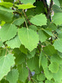 Populus-tremula-erecta-populier-zuilboom.jpg Populus-tremula-erecta-populier-zuilboom.jpg