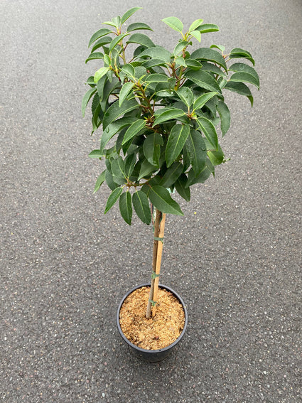 Portugese laurier halfstam 90 cm - Prunus Lusitanica 'Angustifolia' boompjes op stam