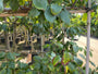 Leiboom Pruimenboom - Prunus domestica 'Reine Claude Verte' Leiboom Pruimenboom - Prunus domestica 'Reine Claude Verte'