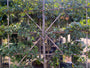Lei Pruimenboom - Prunus domestica 'Reine Claude Verte' Leiboom Lei Pruimenboom - Prunus domestica 'Reine Claude Verte' Leiboom