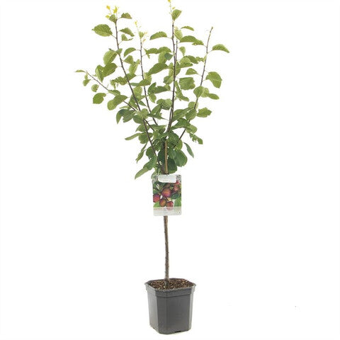 Prunus dom. Opal.jpeg Prunus dom. Opal.jpeg