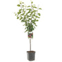 Prunus dom. Opal.jpeg Prunus dom. Opal.jpeg