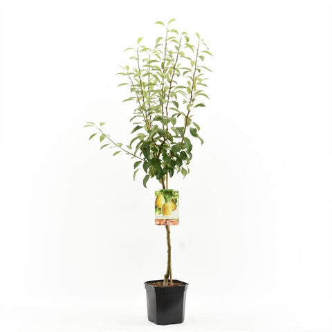 Pyrus comm. Wililams.jpeg Pyrus comm. Wililams.jpeg