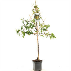 Pyrus comm. Williams - leivorm.jpeg Pyrus comm. Williams - leivorm.jpeg