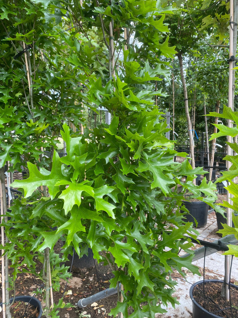 Zuil Moeraseik Schitterend eikenblad Zuil Moeraseik Schitterend eikenblad