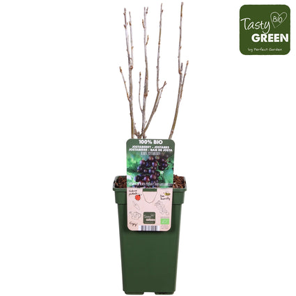 Ribes 'Jostabes'
