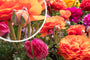Ranonkel - Ranunculus asiaticus Ranonkel - Ranunculus asiaticus