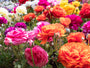 Verschillende kleuren Ranonkel - Ranunculus asiaticus Verschillende kleuren Ranonkel - Ranunculus asiaticus