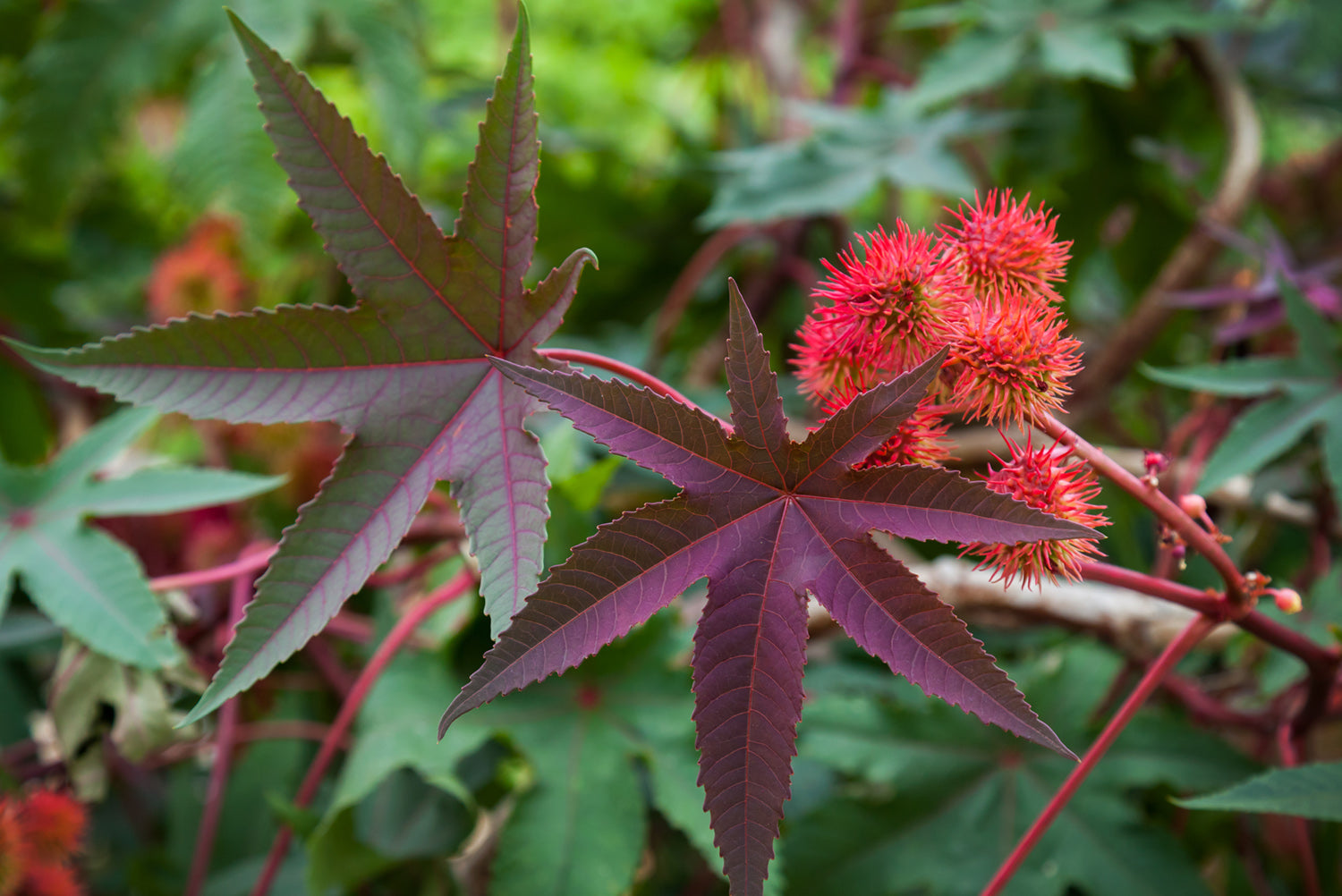 wunderbaum zimmerpflanze Wunderbaum - Ricinus communis