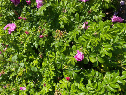 Rimpelroos - Rosa rugosa