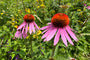 Rode Zonnehoed - Echinacea purpurea 'Magnus' in bloei Rode Zonnehoed - Echinacea purpurea 'Magnus' in bloei