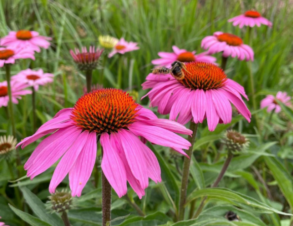 Rode Zonnehoed - Echinacea purpurea 'Magnus' Rode Zonnehoed - Echinacea purpurea 'Magnus'
