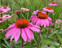 Rode Zonnehoed - Echinacea purpurea 'Magnus' Rode Zonnehoed - Echinacea purpurea 'Magnus'